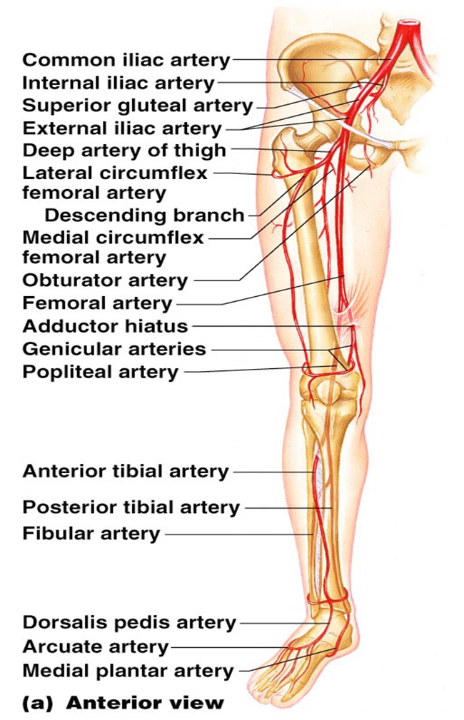 CLASS BLOG: BIO 202 Arteries and Veins KEY right thigh muscle diagram 