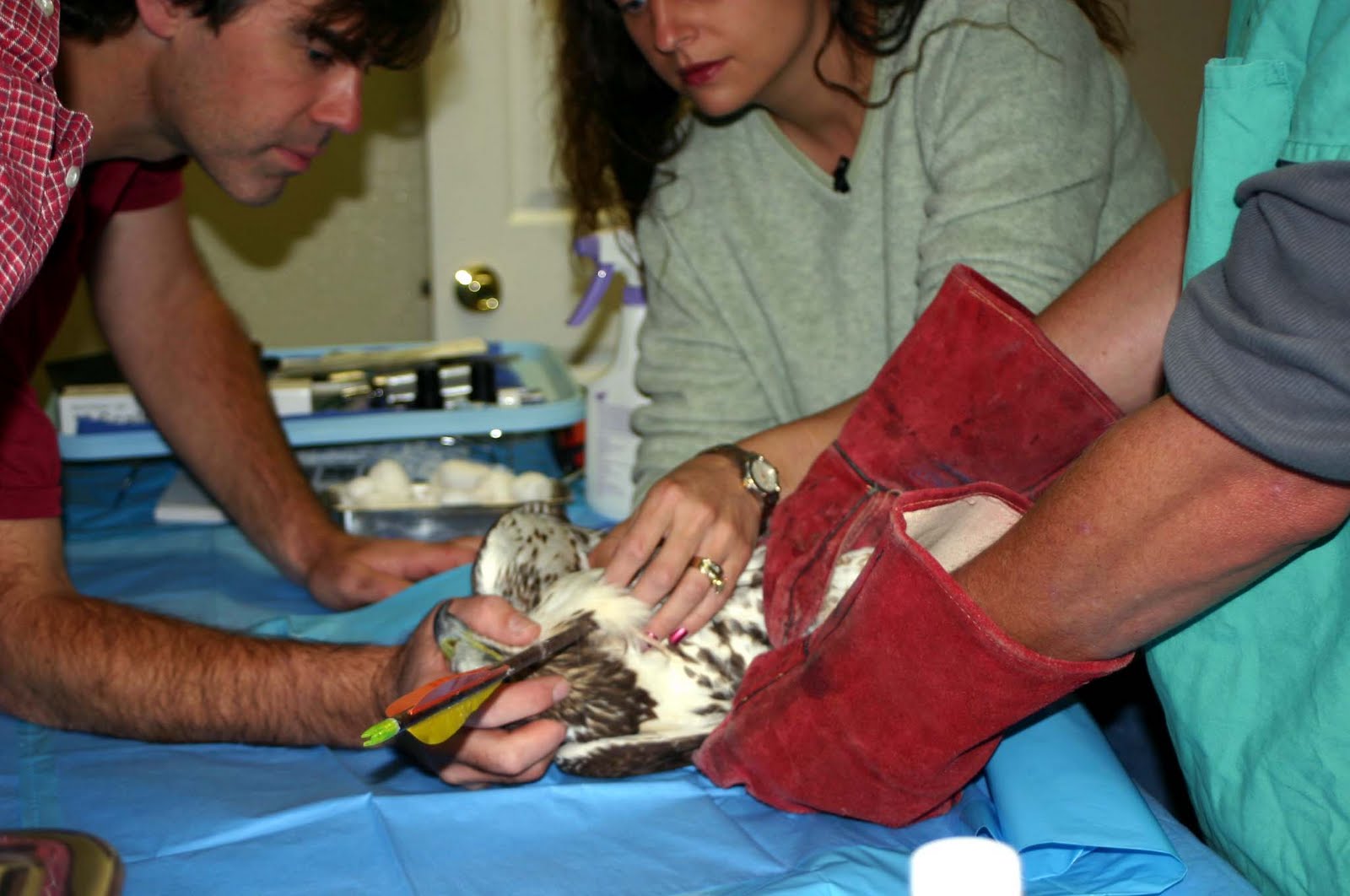 World Bird Sanctuary Helping Injured Birds of Prey