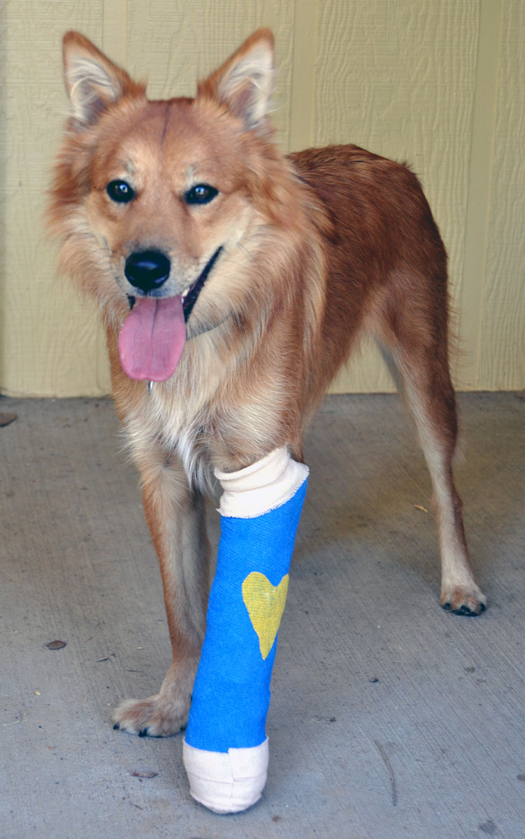 Braymere Custom Saddlery Million dollar Darcy