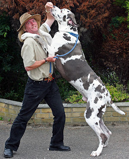 pets huisdieren animaux de compagnie Haustiere animais Animale de companie animales domesticos husdjur Evcil Hayvan anifeiliaid anwes domace zvali binatang kesayangan augintiniai animali domestici peatai bet kay lemmikit mga alagang hayop domaci zvirata kucni ljubimci animals domestics maskotak binatang peliharaan dog hound canine pooch canis bow-wow despicable fellow qen txakurra it gos pas pes hond koer aso koira chien can hund kutya hundur madra cane canis suns kelb pies perro mbwa kopek ci anjing puppy puppies pet breeds pets huisdieren animaux de compagnie Haustiere animais Animale de companie animales domesticos husdjur Evcil Hayvan anifeiliaid anwes domace zvali binatang kesayangan augintiniai animali domestici peatai bet kay lemmikit mga alagang hayop domaci zvirata kucni ljubimci animals domestics maskotak binatang peliharaan dog hound canine pooch canis bow-wow despicable fellow qen txakurra it gos pas pes hond koer aso koira chien can hund kutya hundur madra cane canis suns kelb pies perro mbwa kopek ci anjing puppy puppies pet breeds