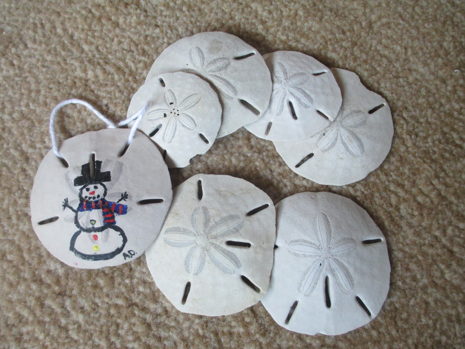 Christmas Sand Dollar Life Away From The Office Chair