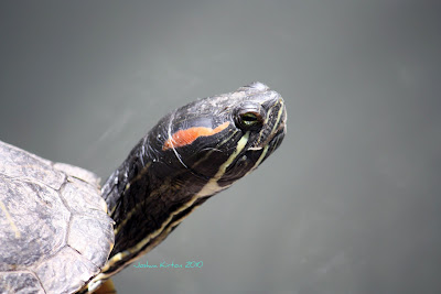Picture Our World: Red Eared Slider
