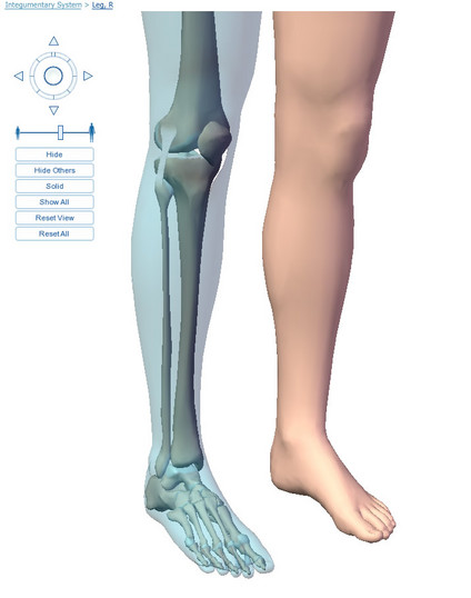 X Legs