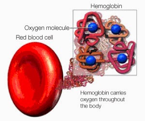 vad är hemoglobin vad är hemoglobin