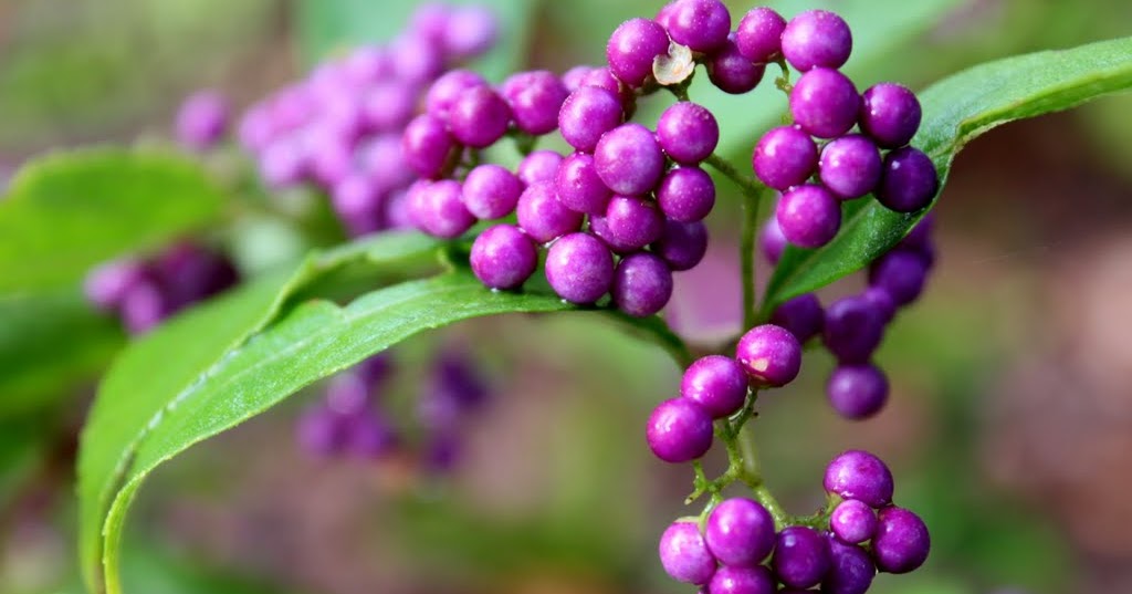 a charlotte garden: Bloom Day (a little early)