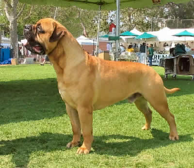Do Female Dogs In Heat Get Nauseous Do Female Dogs In Heat Get Nauseous