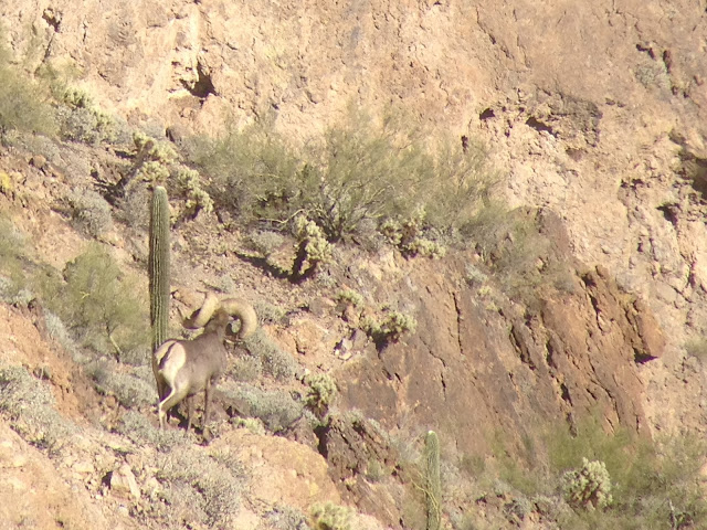 Unit+22+Ernie+Meeske+Giant+Desert+Bighorn+Sheep+with+Jay+Scott+Outdoors+3.JPG