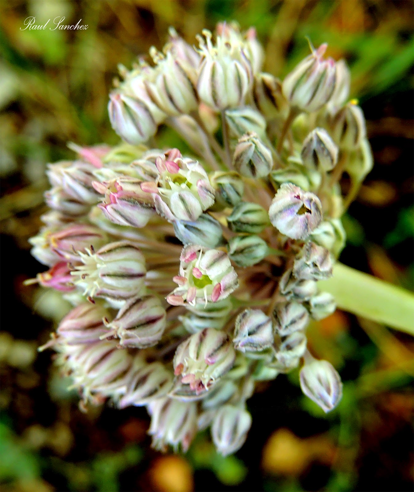 Flores y Plantas Ajo porro, (Allium ampeloprasum)