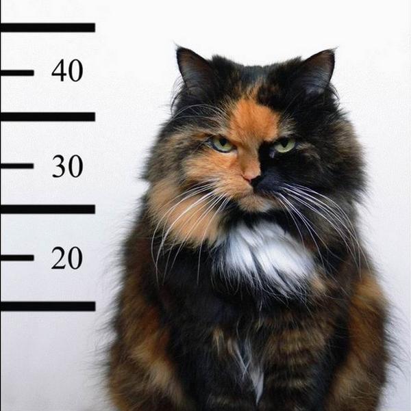 Кошка Меме взяла хозяина "в заложники" Кошка Меме взяла хозяина "в заложники"