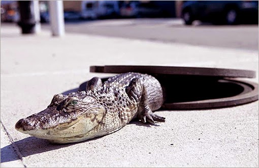 You May Be Dead And Dreaming: EVERYDAY STRANGE - Alligators in Sewers, NYC