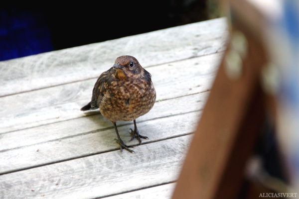 aliciasivert, alicia sivertsson, törnrosdalen, natur, blackbird, koltrast, koltrastunge, fågel, fågelunge, bird, horace