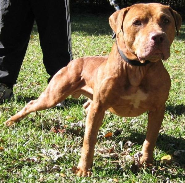 Game Dog World GR CH EVOLUTION KENNEL MACHOBUCK! ROM DOY 2004