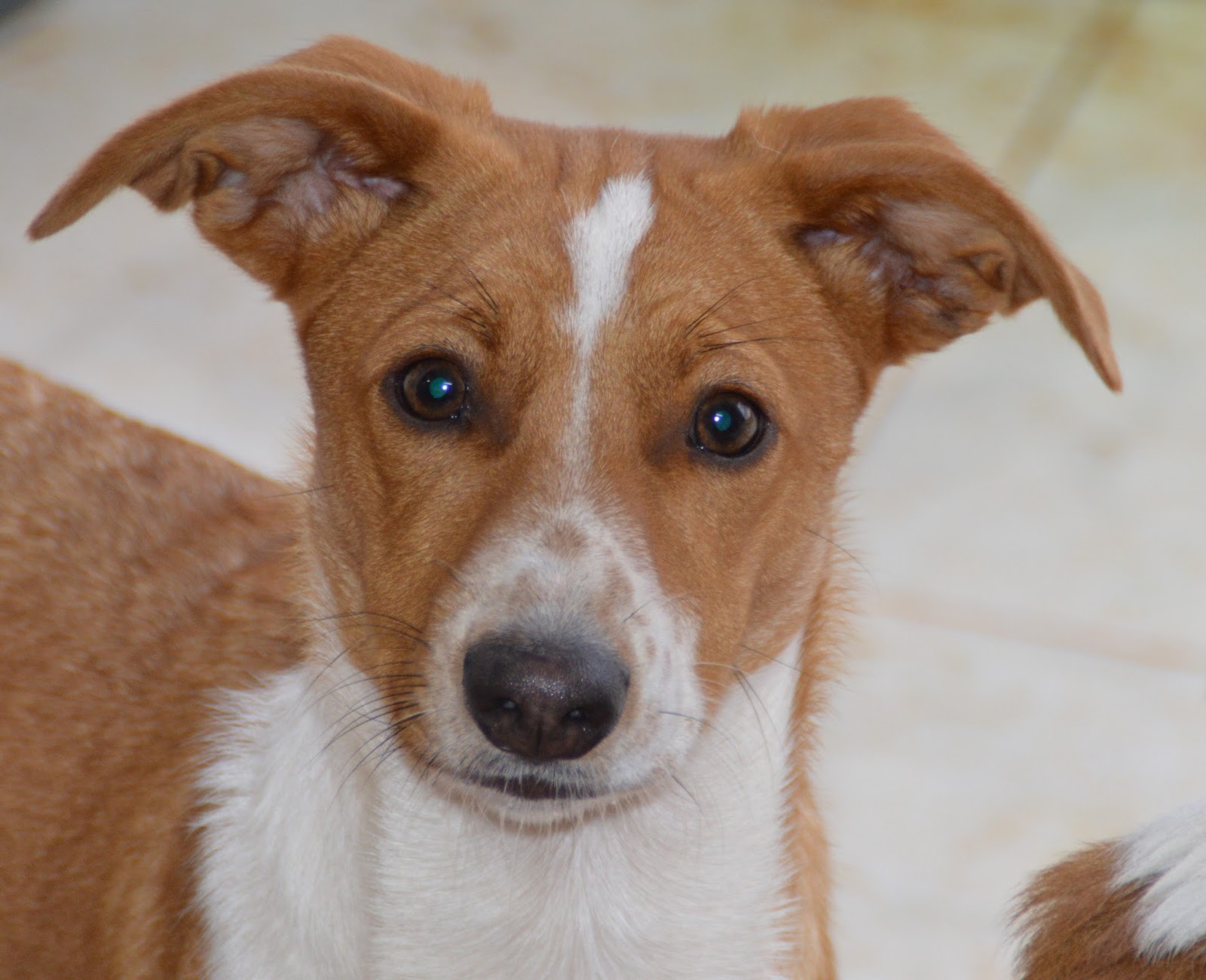 Hunde aus ZentralPortugal adoptieren Belmondo