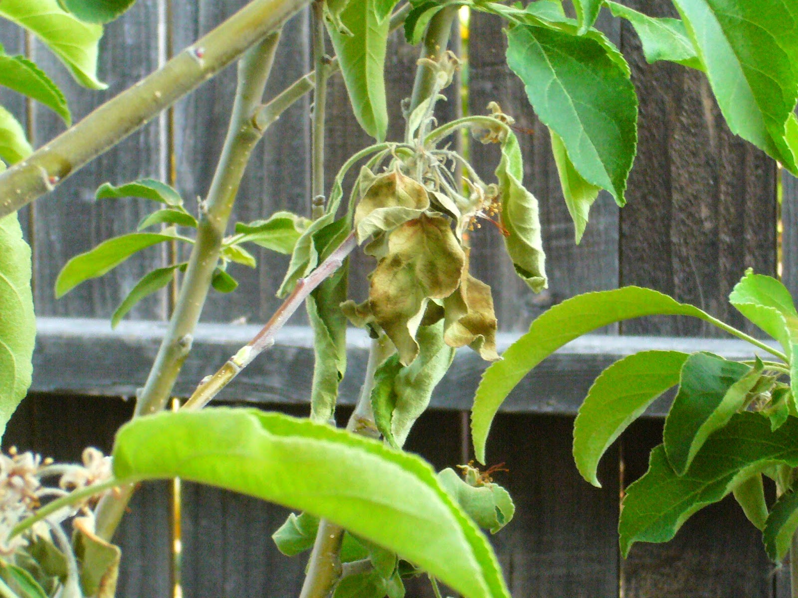 Sacramento Vegetable Gardening And Now for Something Completely Ugly