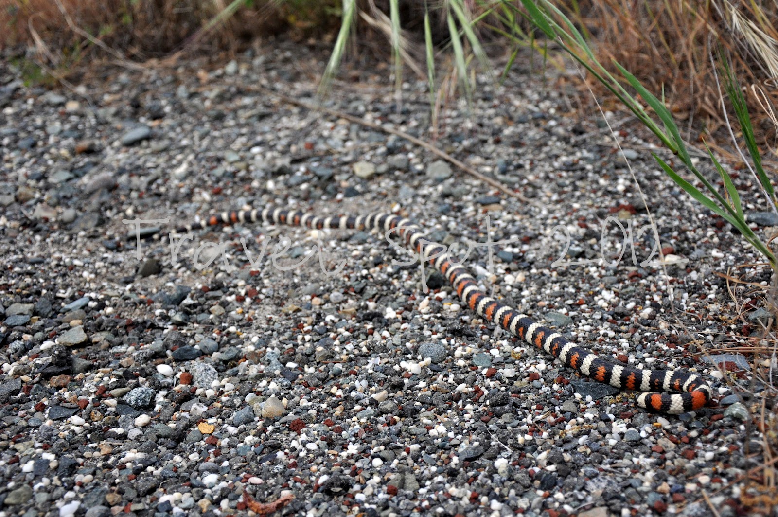 travel spot Snakes and Stones
