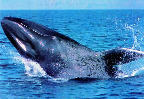 A baleia azul - a gigante dos mares A baleia azul - a gigante dos mares