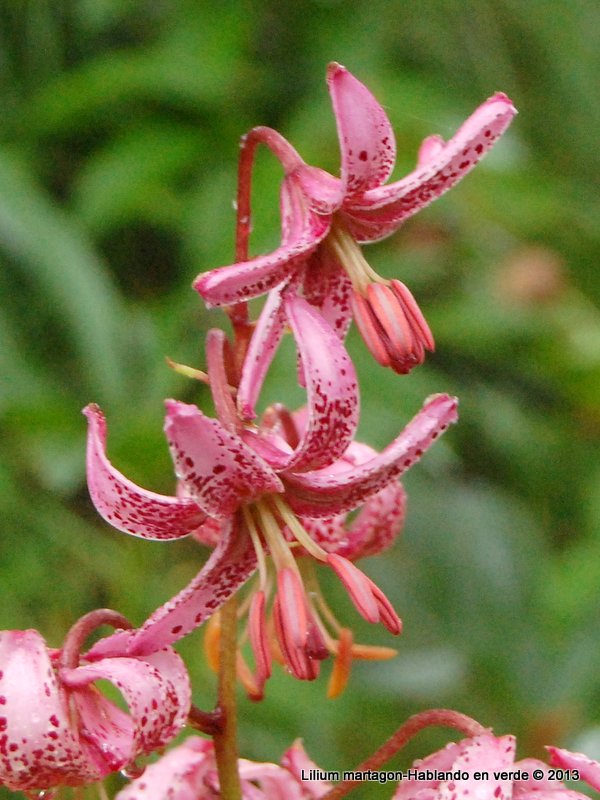 Hablando en verde: Flor de Lis (Lilium martagon)