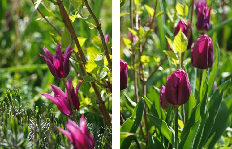 Lilla tulipaner i haven