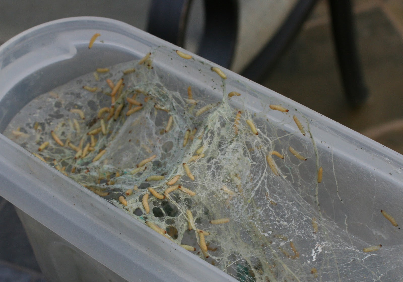 20 Of the Best Ideas for Pantry Moth Eggs Best Collections Ever