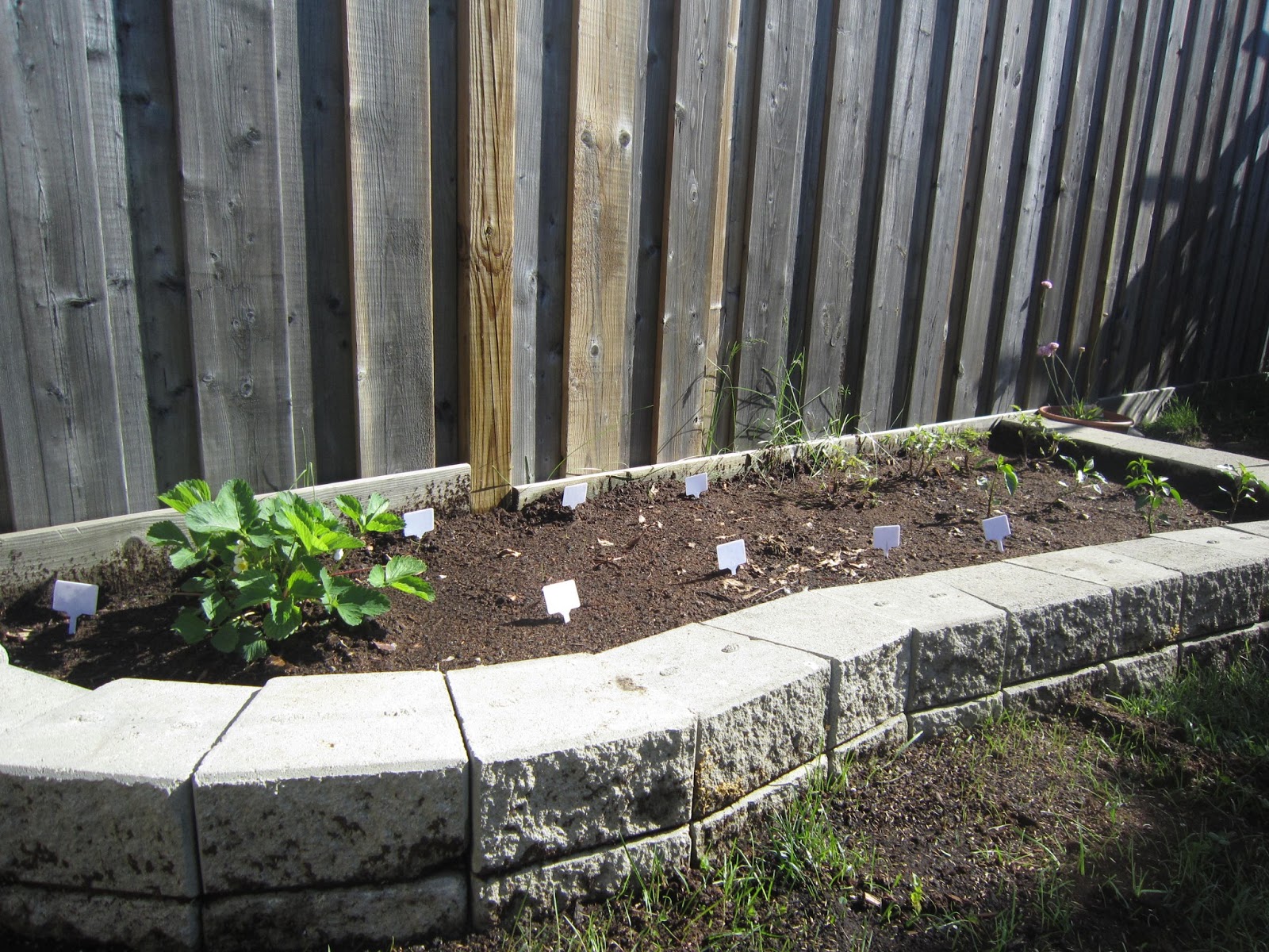 Our vegetable garden growing vegetables, growing organic food