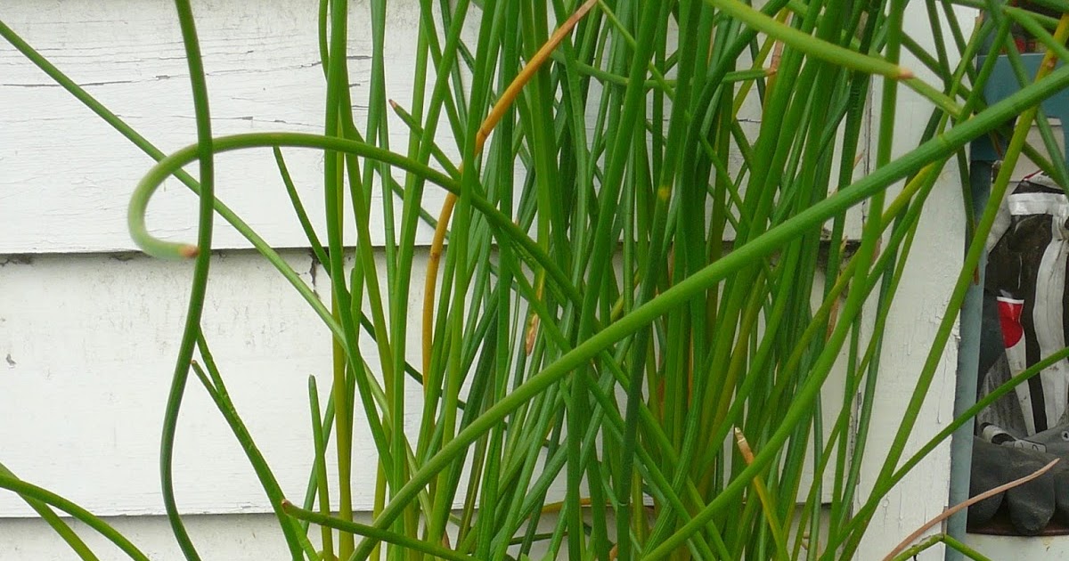 People, Plants, Landscapes Water Chestnuts