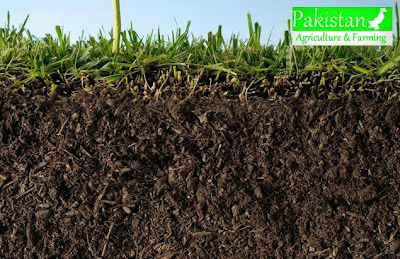 soil section from a grass field soil section from a grass field
