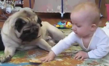 Animals vs kids (40 gifs), animals being jerks gif, pug doesn't let baby get the cookie