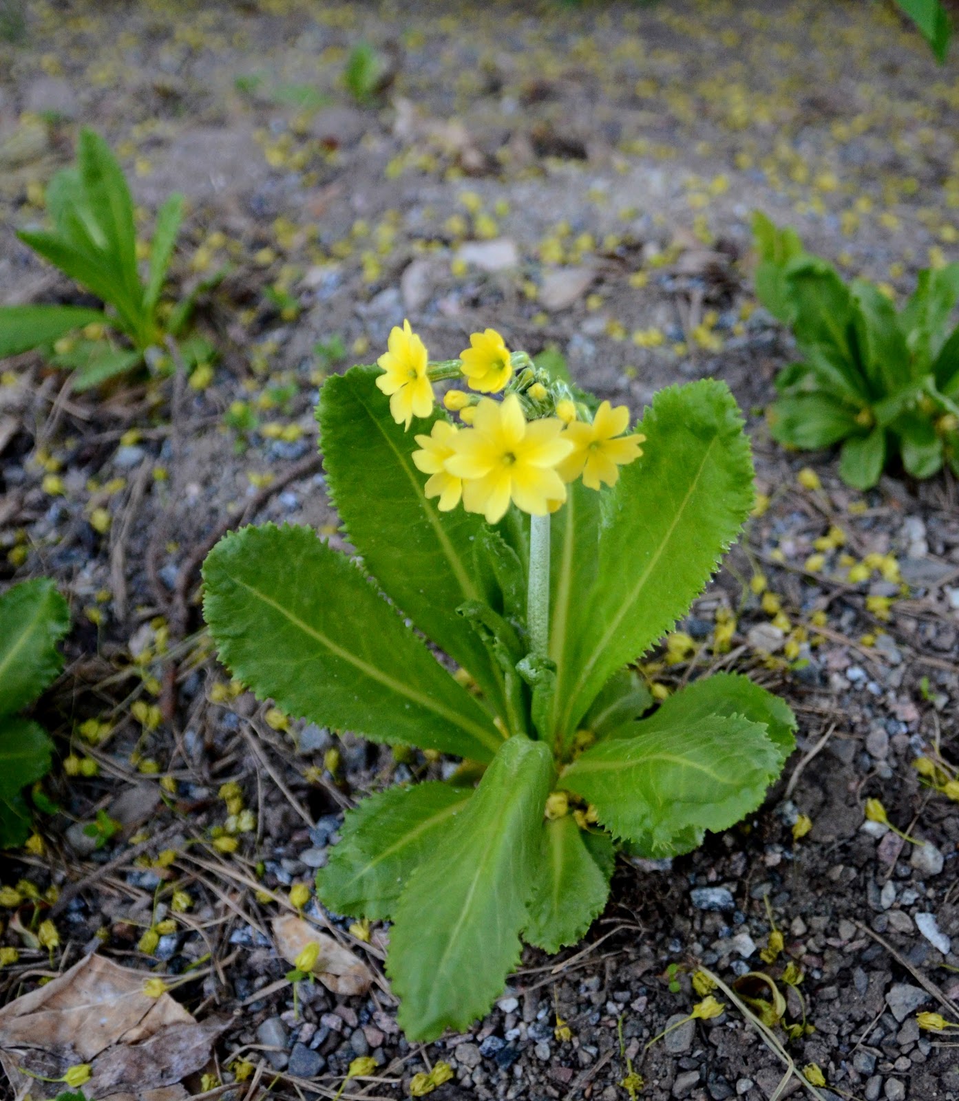 Farbror grÃn: primulorna snart är det dags för dem att börja blomma