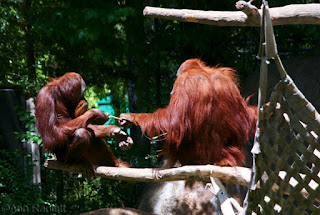 Orangutans