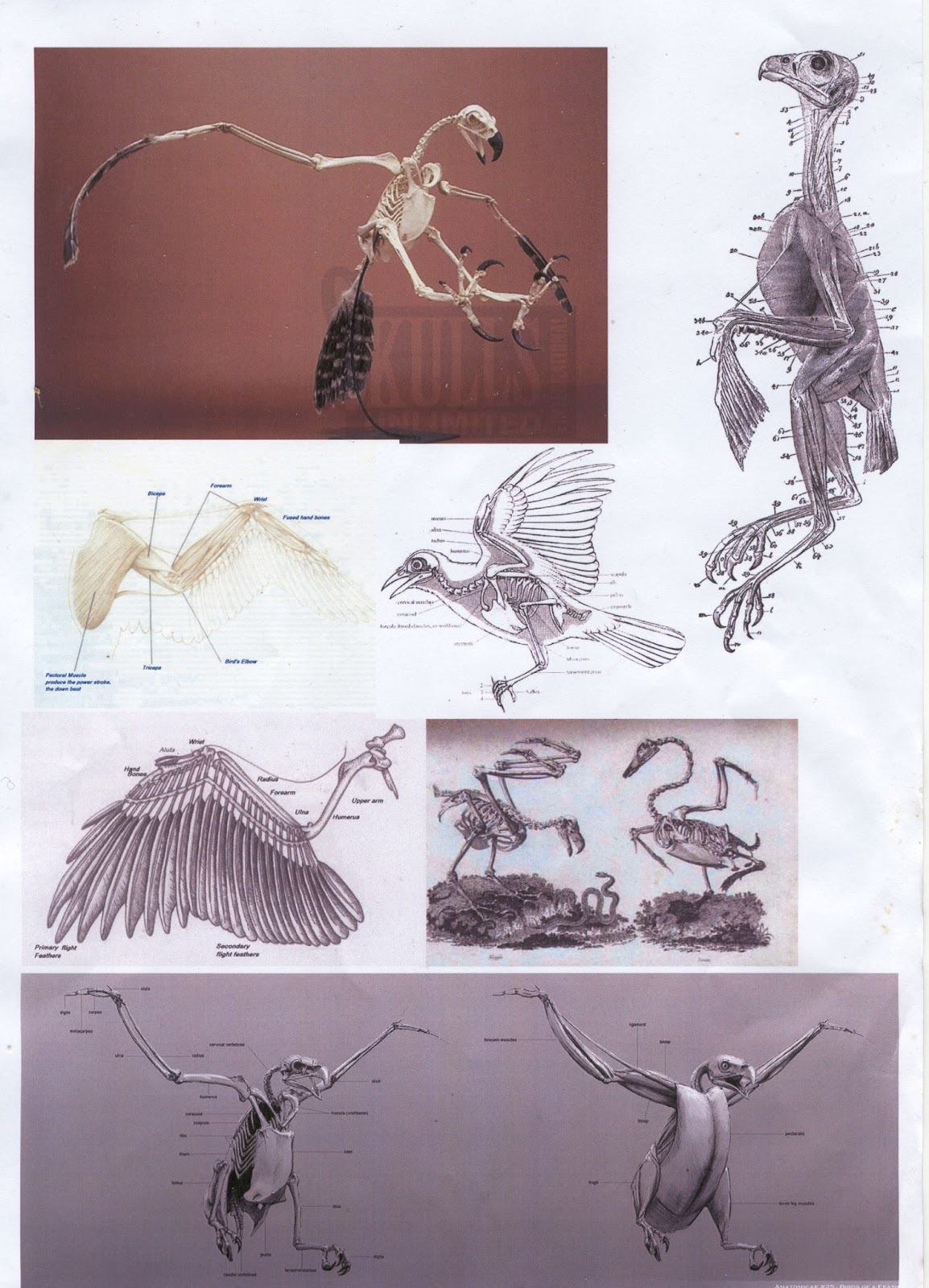 making a bird armature Anatomy of birds, and feathers...