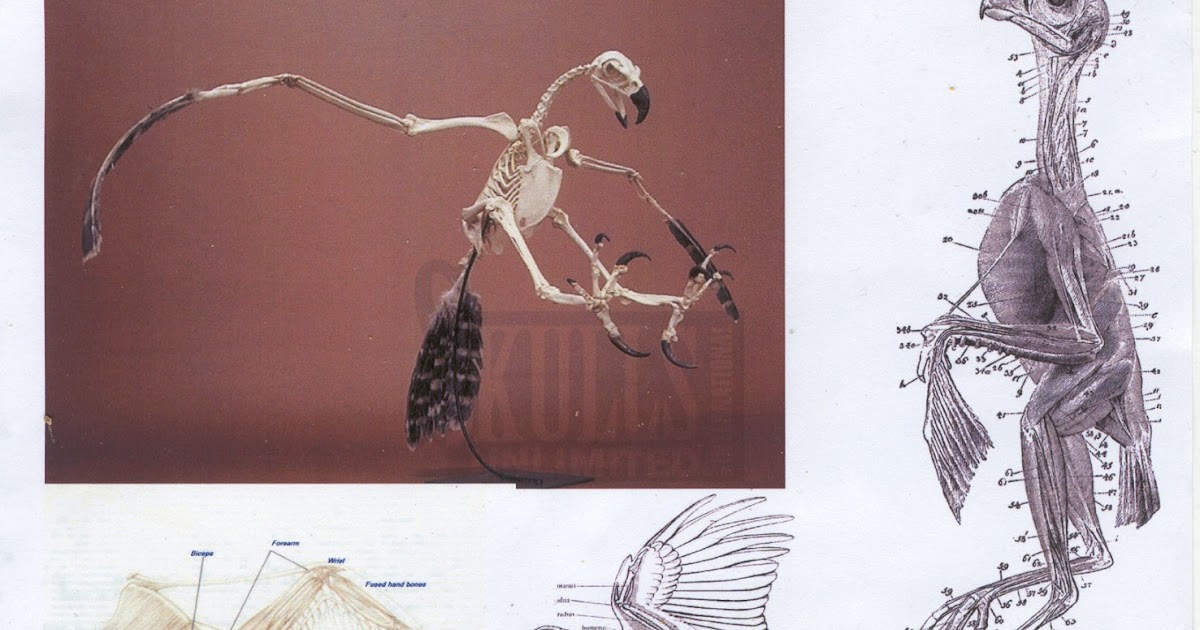 making a bird armature Anatomy of birds, and feathers...