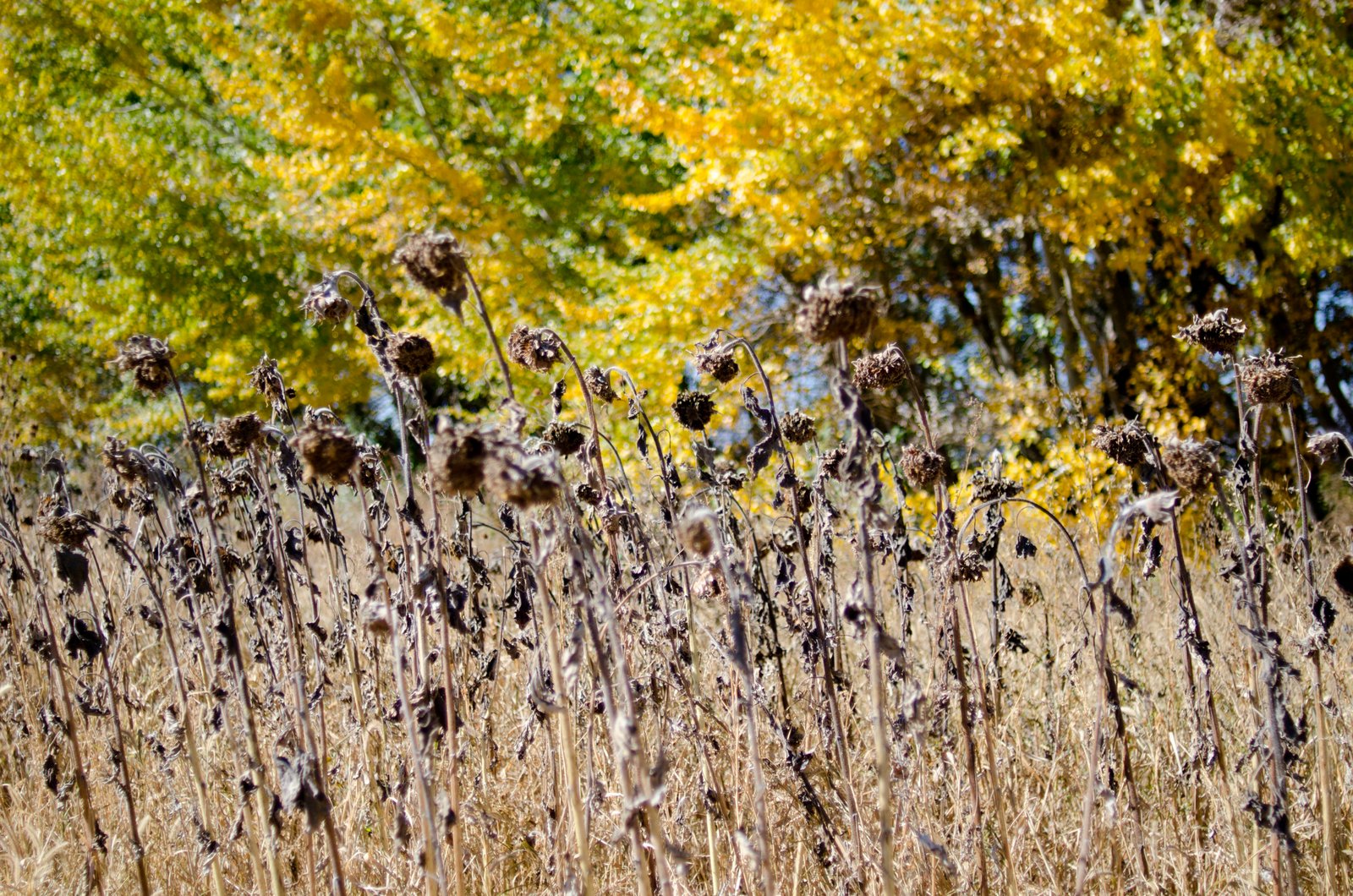 Krista Clicks Sunflower Farms Longmont, Colorado