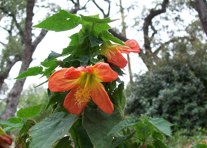 Abutilon Red Monarch