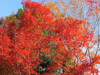 見上げれば真っ赤な紅葉。 見上げれば真っ赤な紅葉。