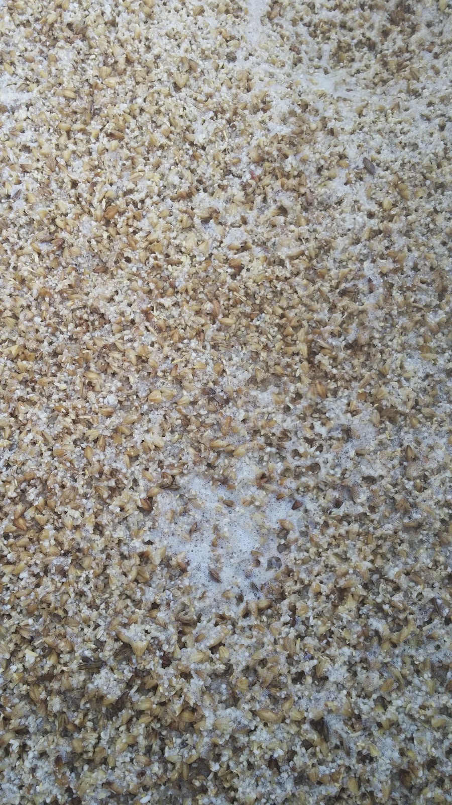 The spent grains after batch sparging. The crush was better than previous batches.