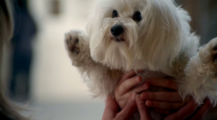 walter the christmas miracle dog