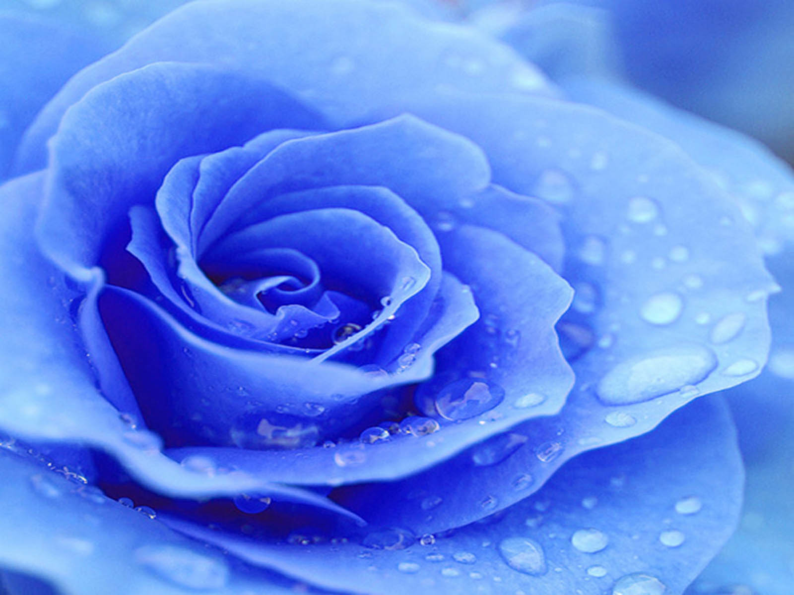 wallpaper: Blue Rose Wallpapers