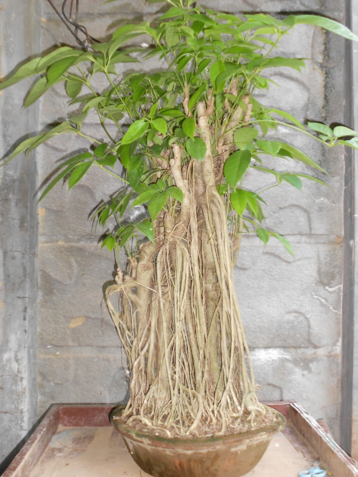 BONSAI ART AND HOME GARDENING GROWING LARGELEAVED TREES FOR BONSAI