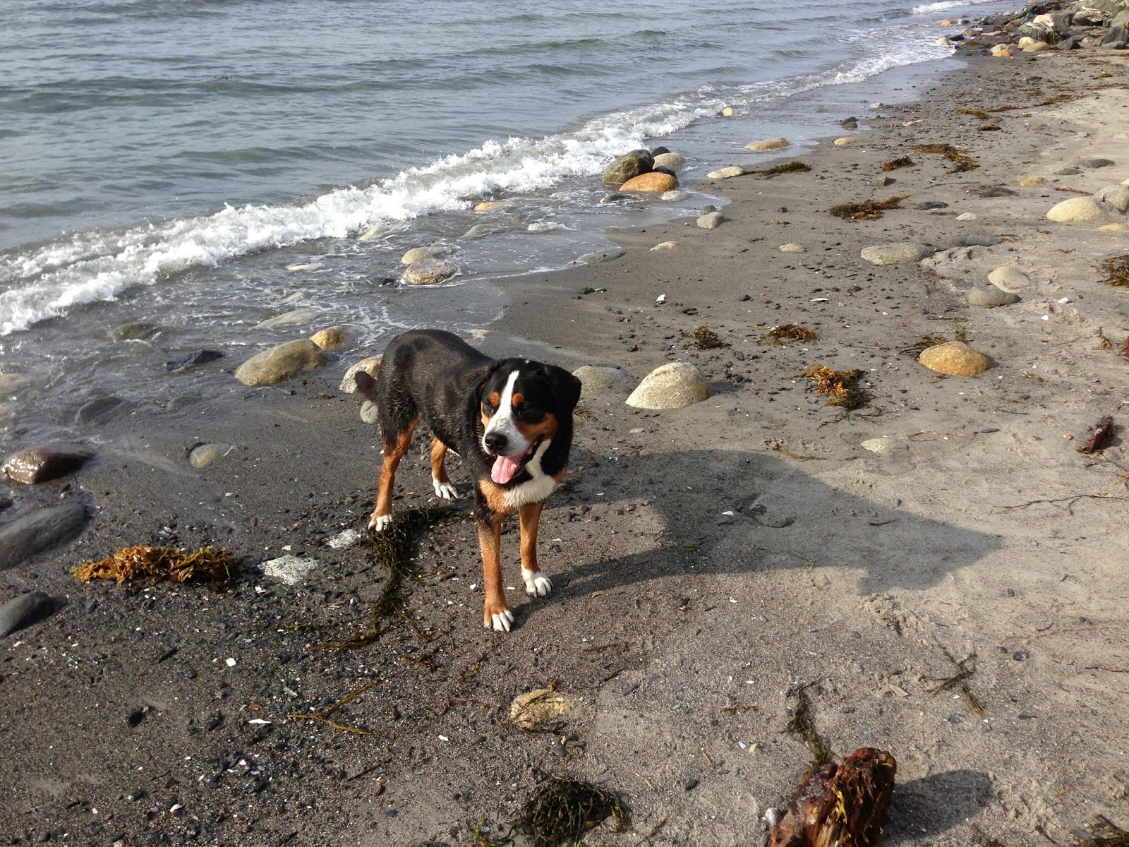 Dog Owners of Greater Scarborough, ME