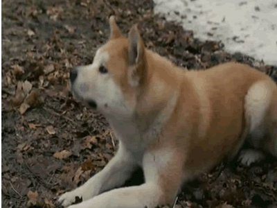 conta outra cachorro conta outra filme cachorro