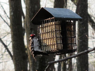 Hairy Woodpecker, Picoides villosus