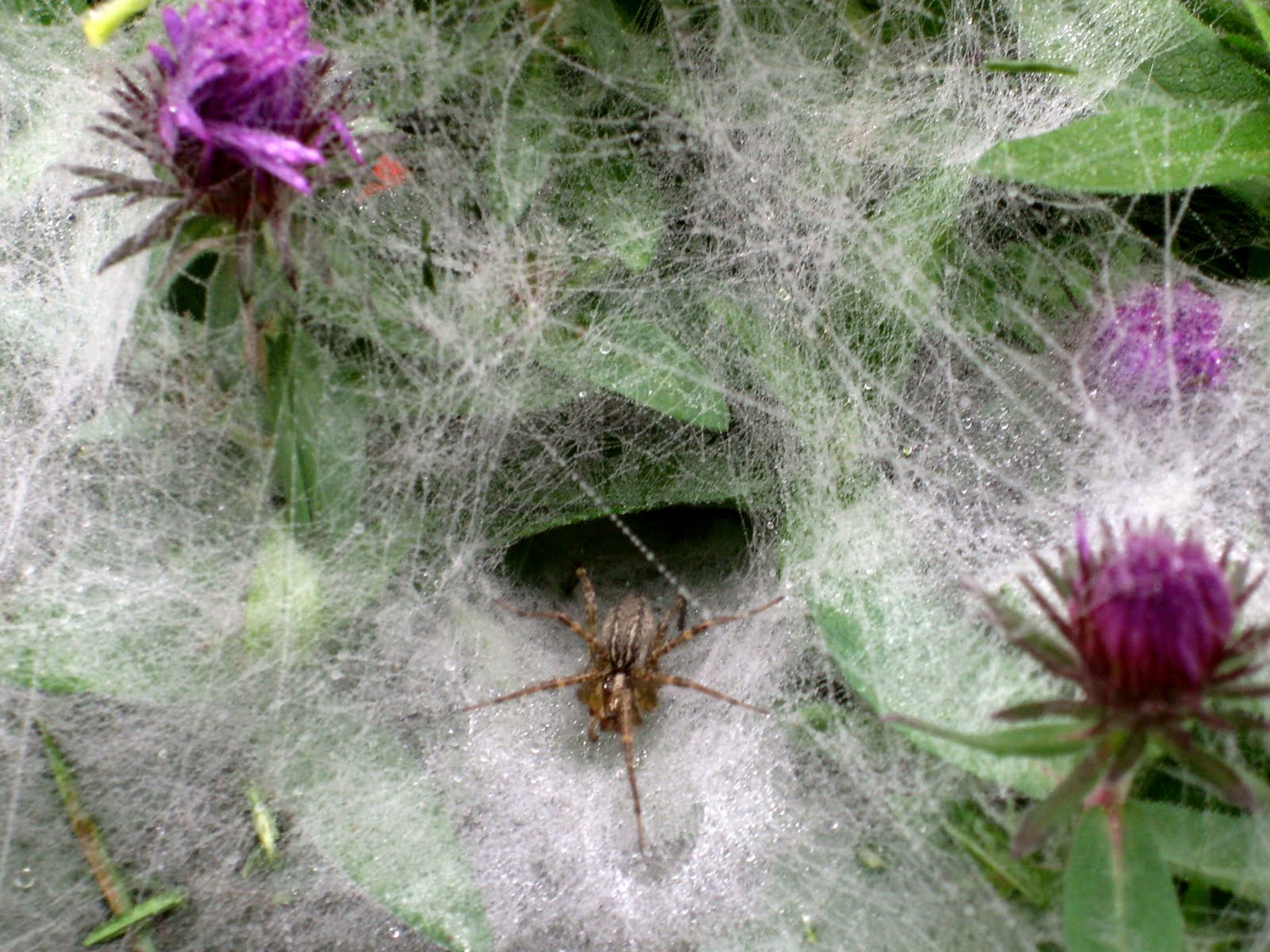 The Funnel Spider