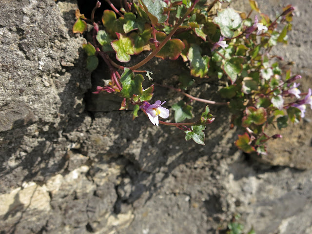 Ivy Leafed Toadflax growing in wall beside car park.