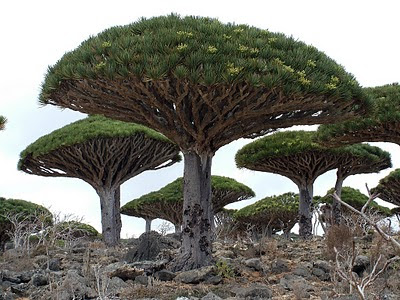 Dragon-Blood-tree-dracaena-draco-tour.jp