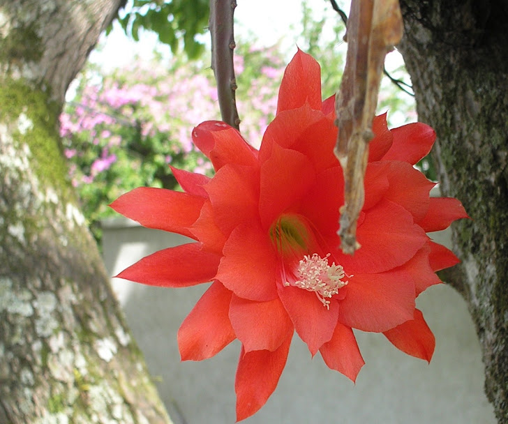 cactus orquídea epiphyllum vermelha
