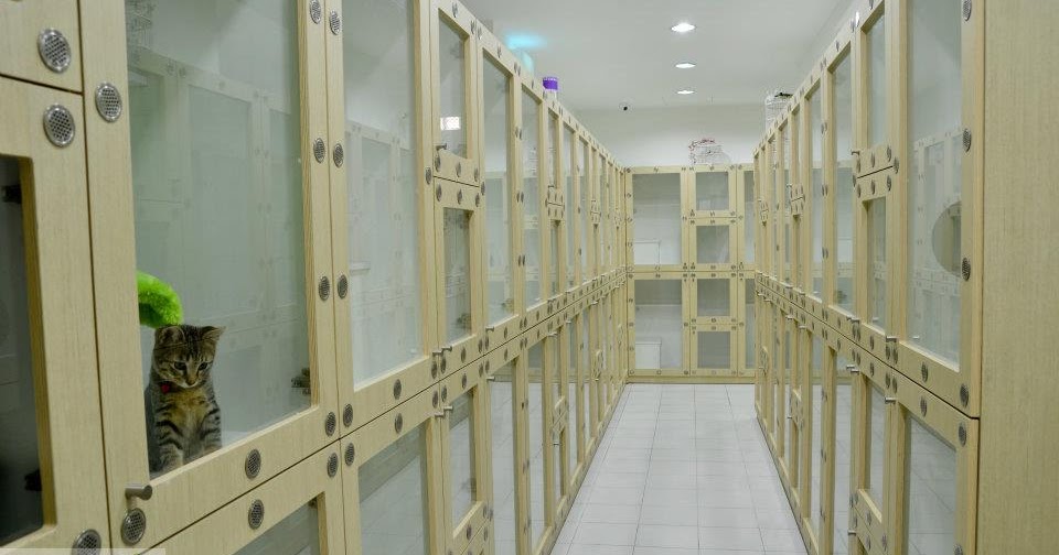 Cat Hotel Malaysia, Boarding Kucing Kuala Lumpur Pet Boarding Centres