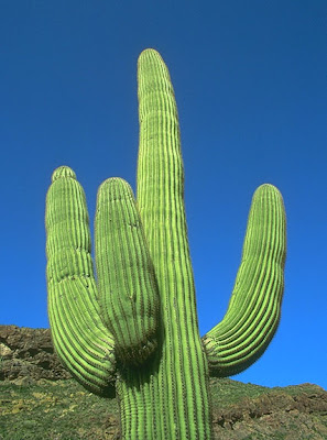 800+ Gambar Flora Kaktus HD Paling Baru 800+ Gambar Flora Kaktus HD Paling Baru