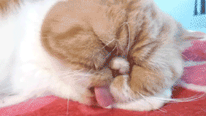 Funny cats - part 59 (30 pics + 10 gifs), funny animated gifs cats, kitten gifs, funny gif