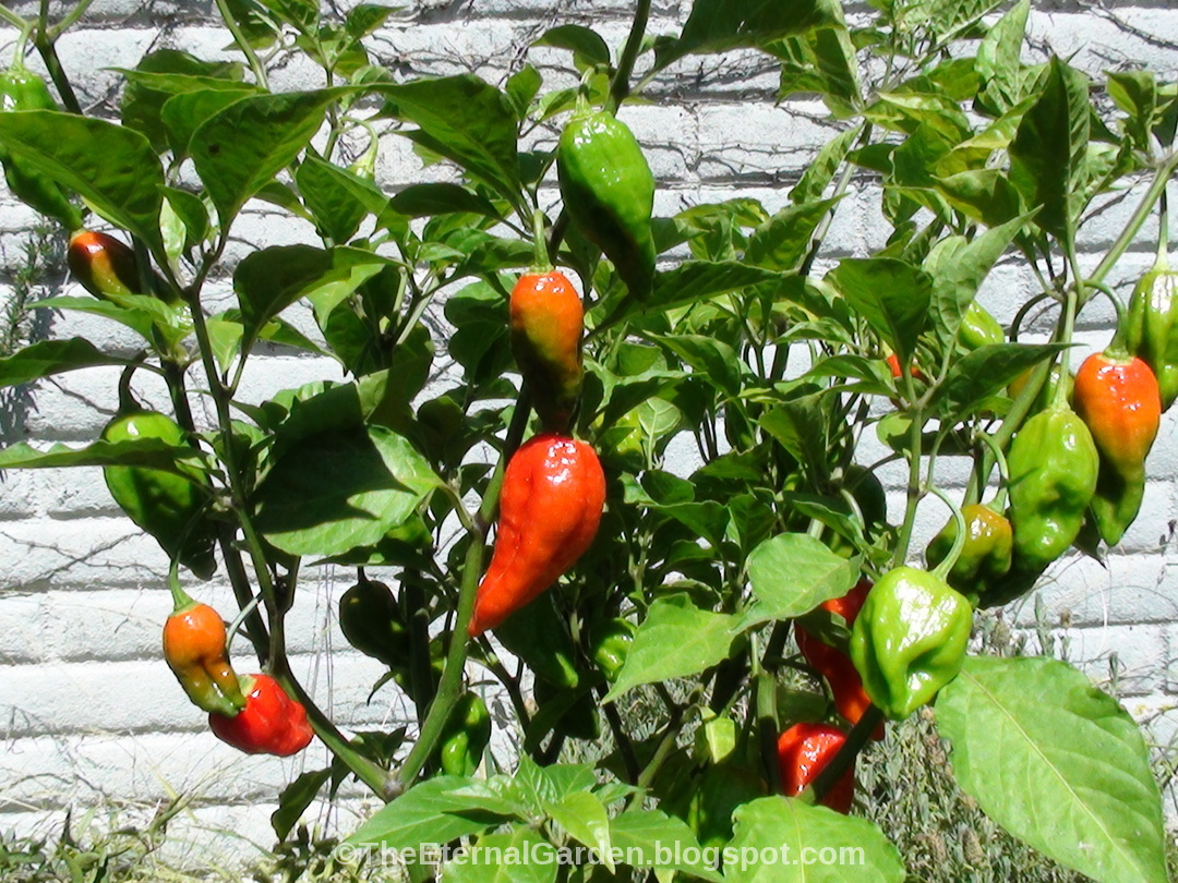 The Eternal Garden Growing the Ghost Pepper (Bhut Jolokia)