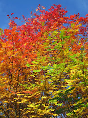 Herbst  / Höst